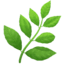 🌿